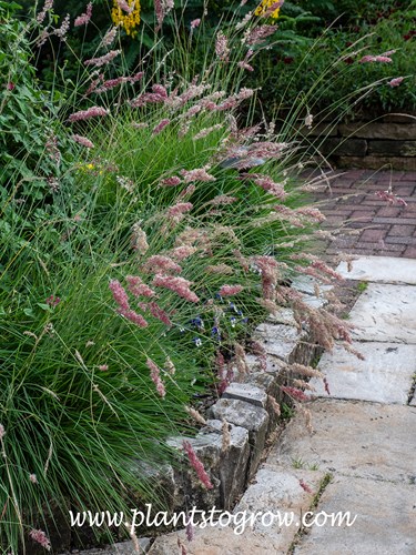 Pink Crystals Ruby Grass (Melinis nerviglumis)